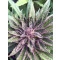 Sweet Purple Feminisiert - 10 Samen
