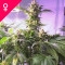 Top 44 Feminisiert - 5 Samen