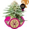 White Widow Feminisiert - 10 Samen