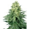 White Widow Feminisiert - 10 Samen