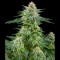 White Widow Feminisiert - 3 Samen