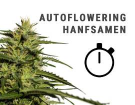 Autoflowering